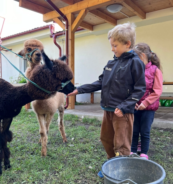 Náhledová fotka - Děti na zahradě s alpakami